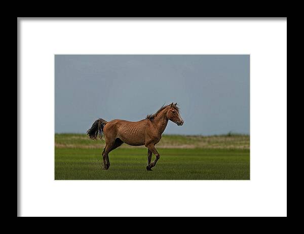 Wild Horses Framed Print featuring the photograph Pretty wild horse showing off by Dan Friend
