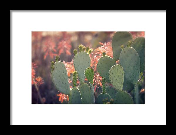 Prickly Pear Cactus Framed Print featuring the photograph Prickly Pear And Aloe Flowers by Saija Lehtonen