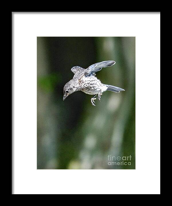 Eastern Bluebird Framed Print featuring the photograph Prince Charming Takes A Leap Of Faith - Eastern Bluebird by Cindy Treger