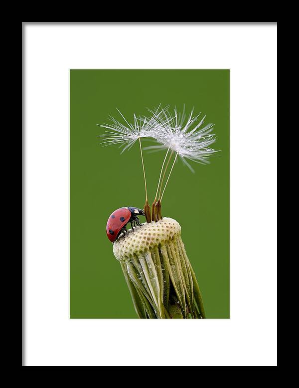 Ladybug Framed Print featuring the photograph Private Island by Roberto Marini