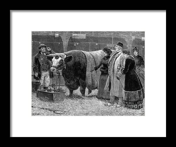 Engraving Framed Print featuring the drawing Prize Bull, 1883 by Print Collector