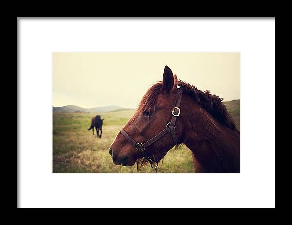Horse Framed Print featuring the photograph Profile Of Brown Horse In Meadow by Shari Weaver Photography