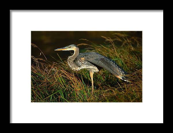 Grass Framed Print featuring the photograph Profile Of Great Blue Heron by Lonely Planet