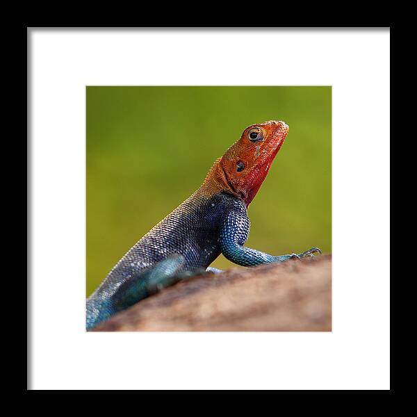 Kenya Framed Print featuring the photograph Profile Of Male Red-headed Rock Agama by Achim Mittler, Frankfurt Am Main