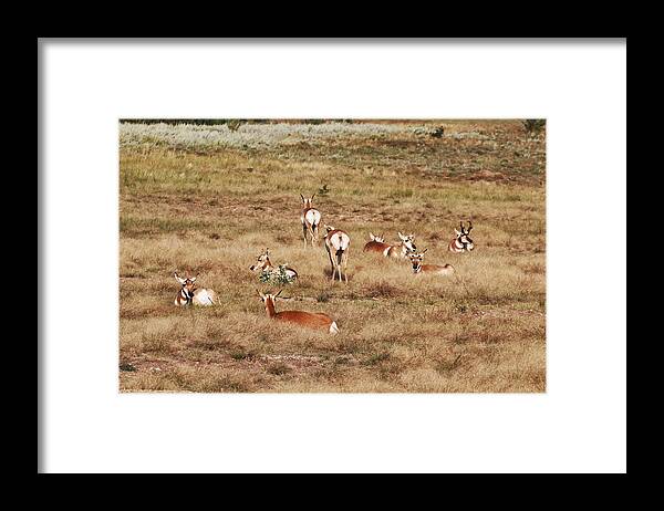 Pronghorn Antelope At Custer State Park Framed Print featuring the photograph Pronghorn Antelope at Custer State Park by Susan Jensen