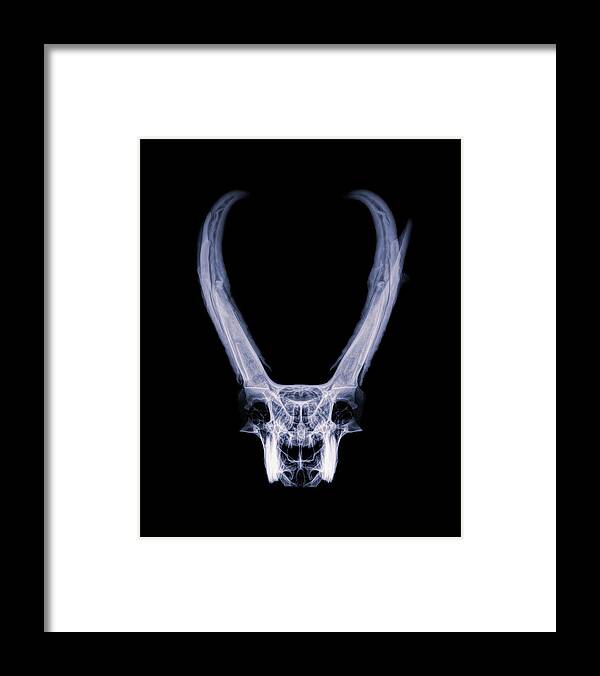 Kansas Framed Print featuring the photograph Pronghorn x-ray 02 by Rob Graham