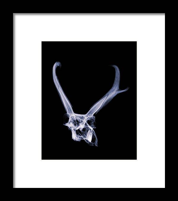 Kansas Framed Print featuring the photograph Pronghorn x-ray 05 by Rob Graham