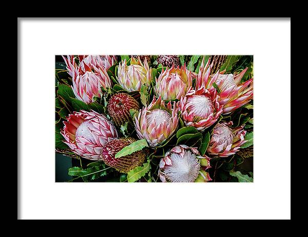 Floral Framed Print featuring the photograph Protea, Exotic Beauty of South Africa by Marcy Wielfaert