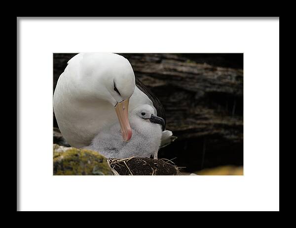 Albatross Framed Print featuring the photograph Protection by Alex Lapidus