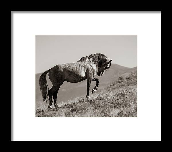 Wild Horses Framed Print featuring the photograph Proud by Mary Hone