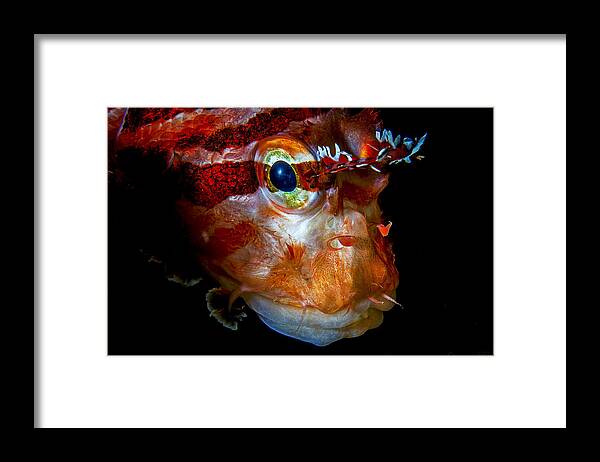 Fish Framed Print featuring the photograph Ptrois Myles by Barathieu Gabriel