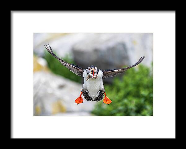 Puffins Framed Print featuring the photograph Puffin in Flight by Darryl Hendricks