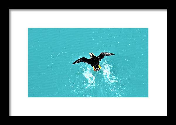 Puffin Framed Print featuring the photograph Puffin Takeoff by FD Graham