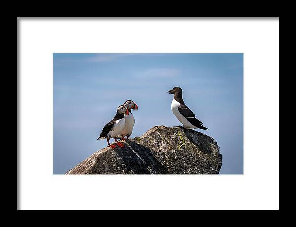 Atlantic Puffin Framed Print featuring the photograph Puffins and Razorbill by C Renee Martin