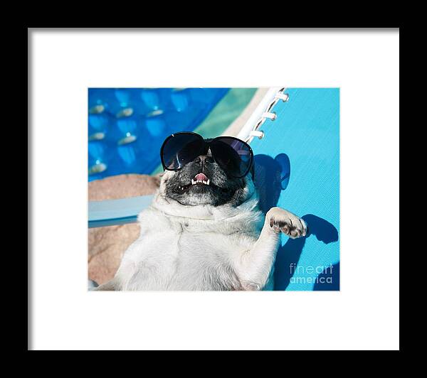 Pets Framed Print featuring the photograph Pug Lounging Poolside With Sunglasses by Whitney Tuttle