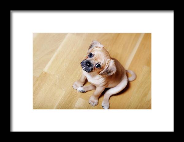 Pets Framed Print featuring the photograph Pugalier Puppy Sitting Down by Juliet White