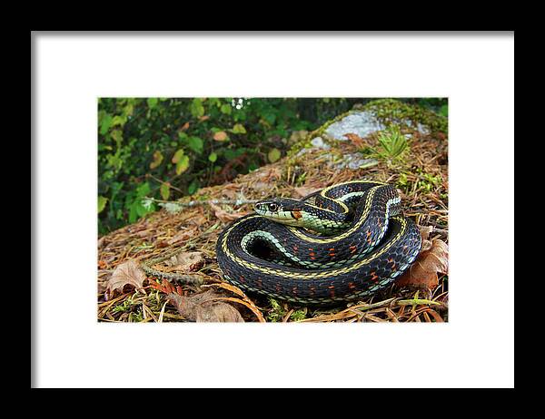 Disk1045 Framed Print featuring the photograph Puget Sound Garter Snake by James Christensen