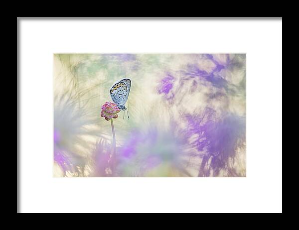 Butterfly Framed Print featuring the photograph Pulsatilla Meadow by Henrik Spranz