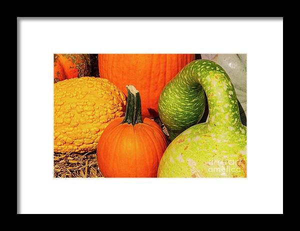 Nashville Framed Print featuring the photograph Pumpkins and Gourds by Bob Phillips