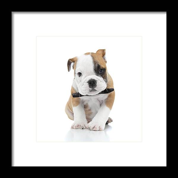 Animals Framed Print featuring the photograph Puppies 021 by Andrea Mascitti Puppies