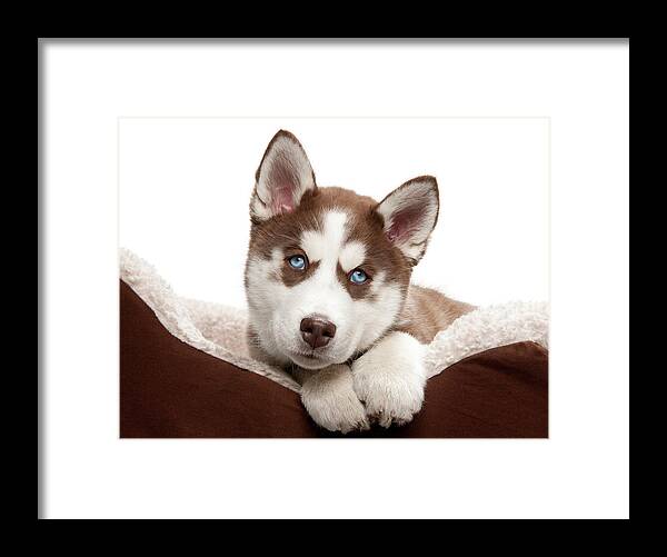 Pets Framed Print featuring the photograph Puppy Husky In Bed by Chris Stein