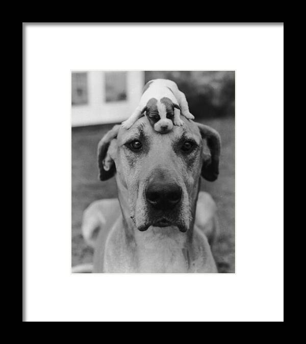 1950-1959 Framed Print featuring the photograph Puppy Love by Express Newspapers