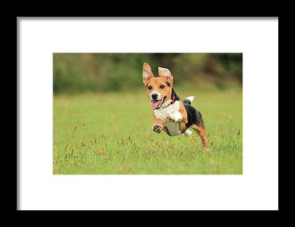 Grass Framed Print featuring the photograph Puppy by Paul Baggaley