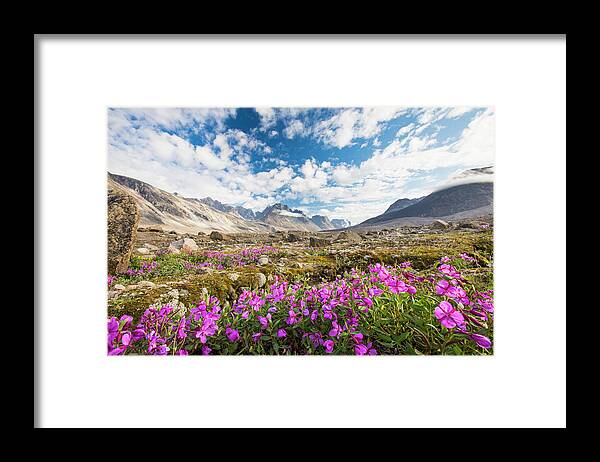 Purple Framed Print featuring the photograph Purple Alpine Flowers And Dramatic Mountain Landscape, Akshayak Pass. by Cavan Images