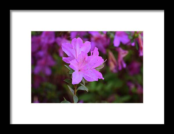 Flowers Framed Print featuring the photograph Purple Azaleas in Bloom by Nicole Lloyd