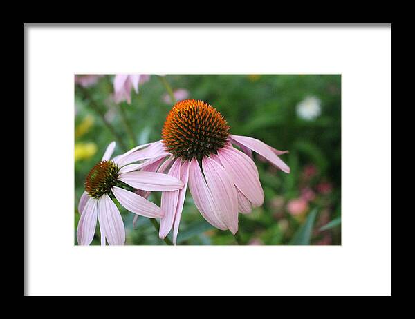 Purple Framed Print featuring the photograph Purple Coneflower Pair by Christopher Lotito