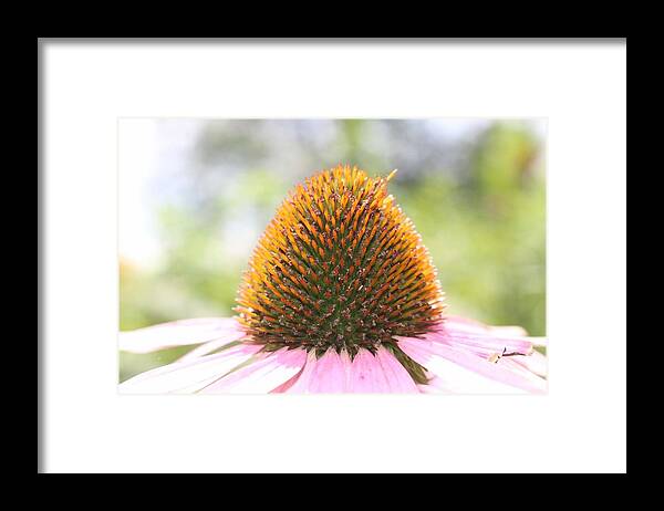 Purple Framed Print featuring the photograph Purple Coneflower Seeds by Christopher Lotito