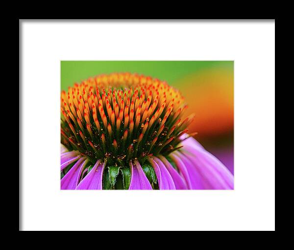 Echinacea Framed Print featuring the photograph Purple Coneflower by Todd Bannor
