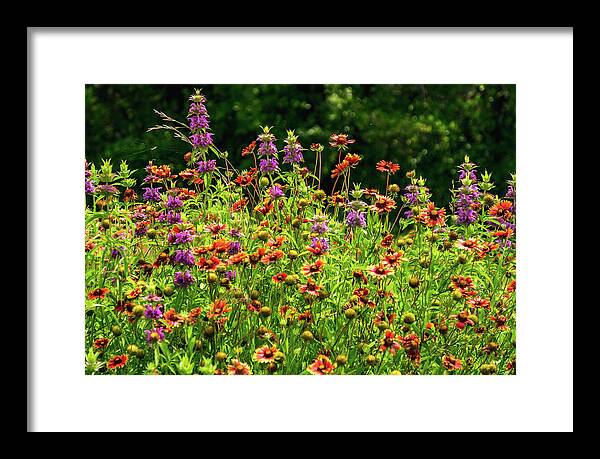 Texas Wildflowers Framed Print featuring the photograph Purple Fire by Johnny Boyd