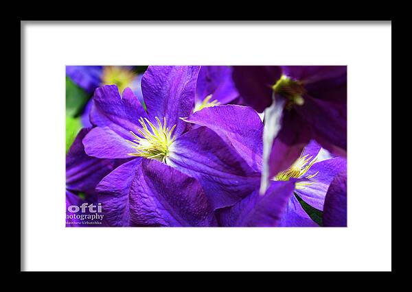 Agriculture Framed Print featuring the photograph Purple Flower Macro by Matthew Urbatchka