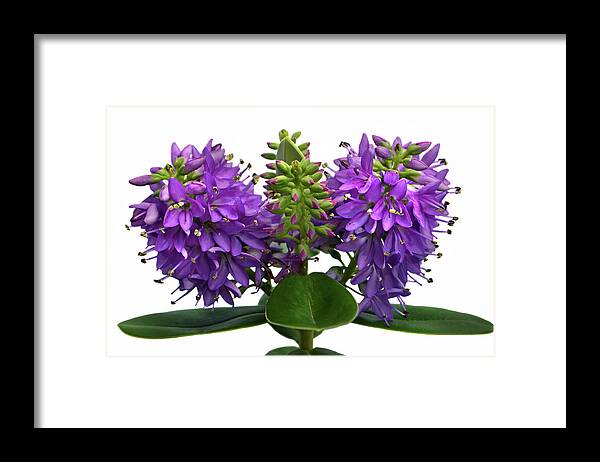 Hebe Framed Print featuring the photograph Purple Hebe. by Terence Davis