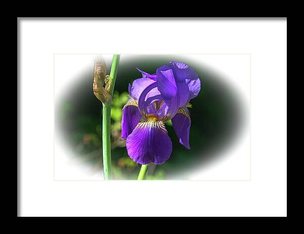 Beautiful Framed Print featuring the photograph Purple Iris Flower by Cathy Harper