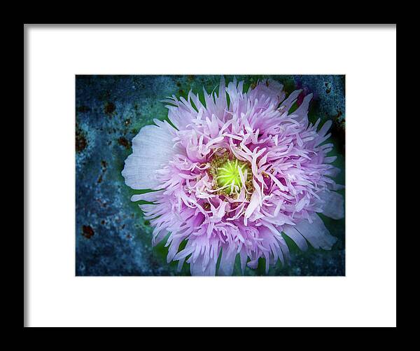 Purple Poppy Framed Print featuring the photograph Purple Poppy by Jean Noren