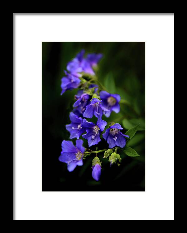 Flowers Framed Print featuring the photograph Purple Rain by Jessica Jenney