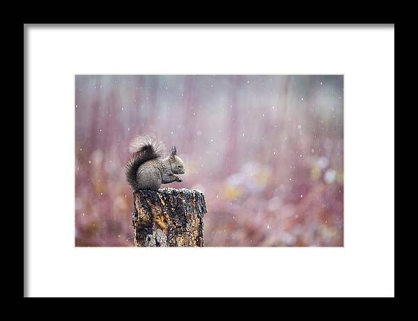 Squirrel Framed Print featuring the photograph Purple Rain by Marco Redaelli