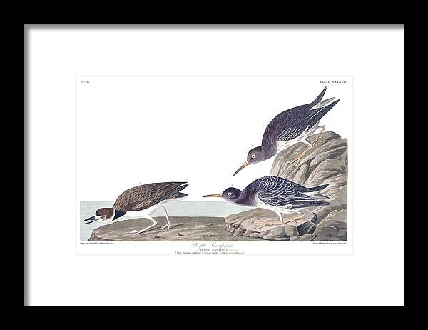 Bird Framed Print featuring the painting Purple Sandpiper by John Audubon by Celestial Images