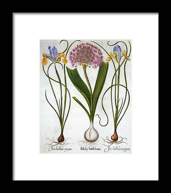 Purple Framed Print featuring the drawing Purple Sensation by Heritage Images