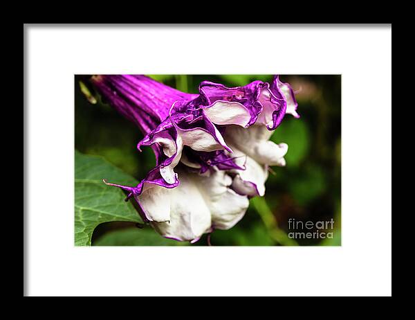 Brugmansia Framed Print featuring the photograph Purple Trumpet Flower by Raul Rodriguez