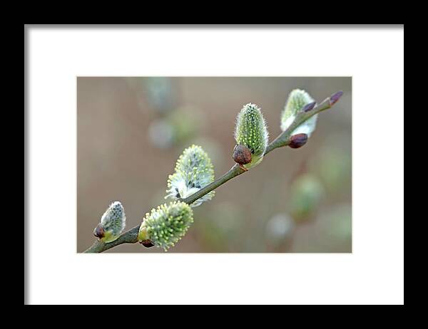 Bud Framed Print featuring the photograph Pussy Willow Salix Caprea, Close-up by Westend61