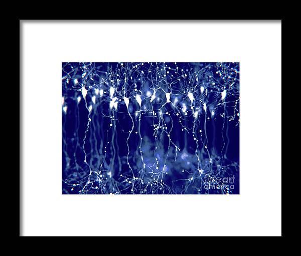 Nobody Framed Print featuring the photograph Pyramidal Neurons In The Cerebral Cortex by Juan Gaertner/science Photo Library