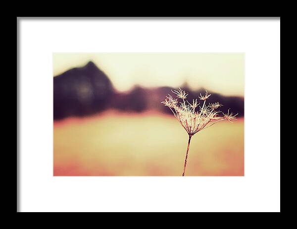 Brunswick Framed Print featuring the photograph Queen Annes Lace by A.t. I Images