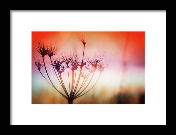 Queen Anne's Lace Framed Print featuring the photograph Queen Anne's Lace Winter Light by Carol Japp