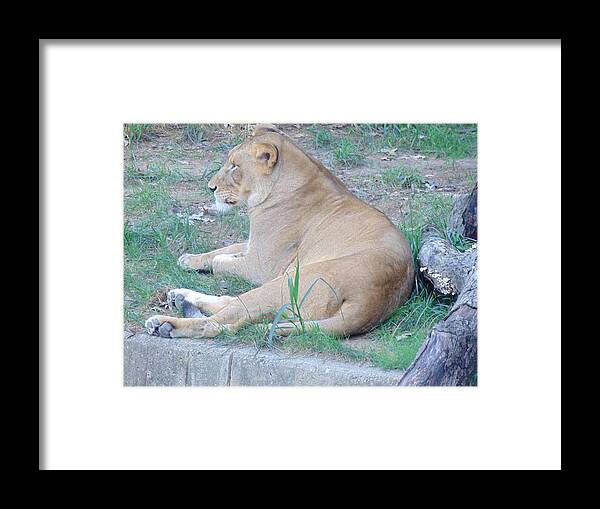 Lioness Framed Print featuring the photograph Queen Lioness by Antonio Moore