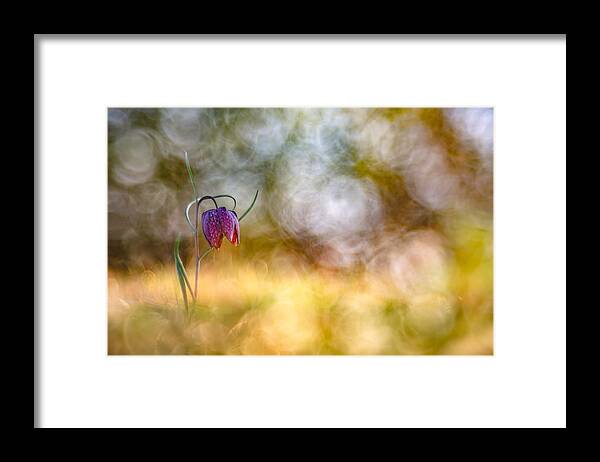 Wildflower Framed Print featuring the photograph Queen Of Bubbles by Henrik Spranz
