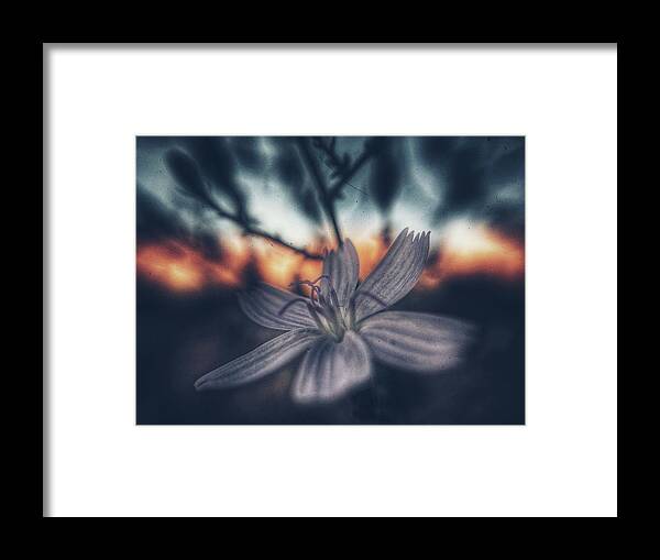 Flower Framed Print featuring the photograph Quiet Hour by Mark Ross