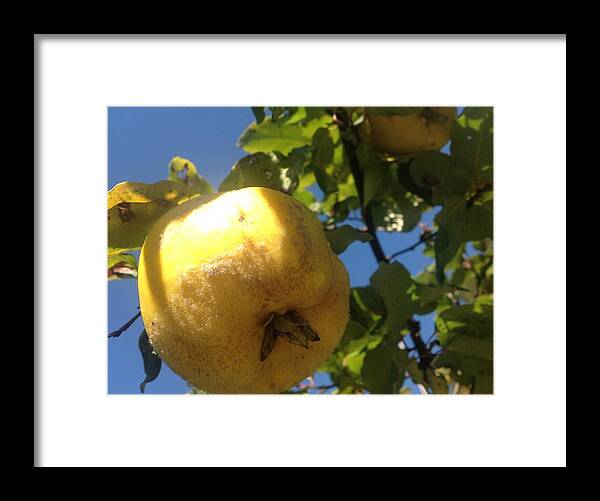Quince Framed Print featuring the photograph Quince Tree by Julie Rauscher